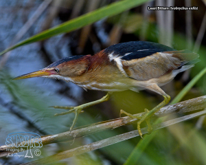 2021-04-17 SPI, Great Birds, Lousy Weather