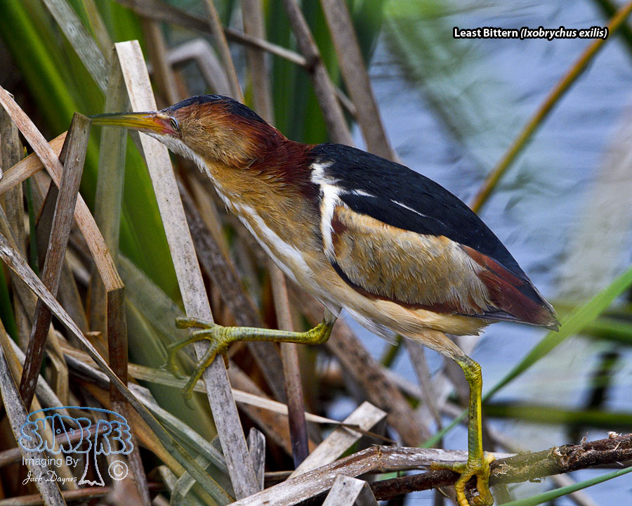 Least Bittern - Ixobrychus exilis