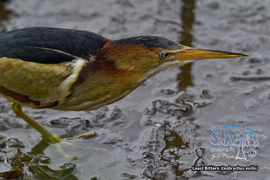 Least Bittern - Ixobrychus exilis