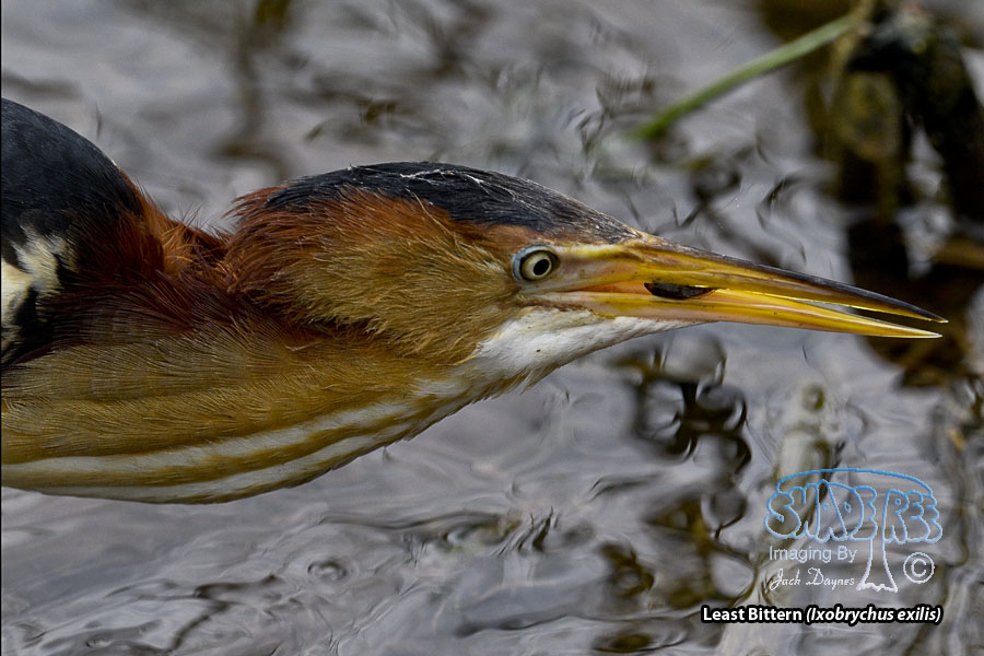 Least Bittern - Ixobrychus exilis