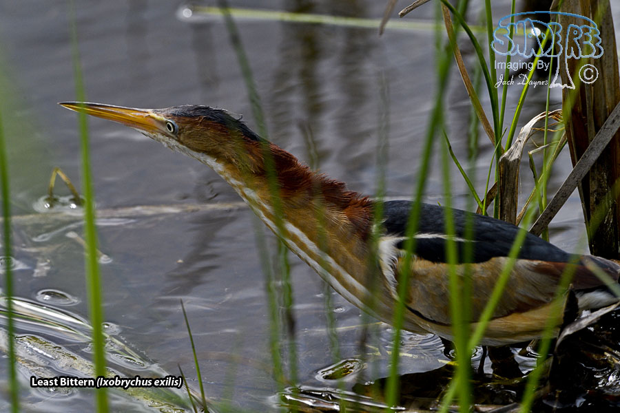 Least Bittern - Ixobrychus exilis