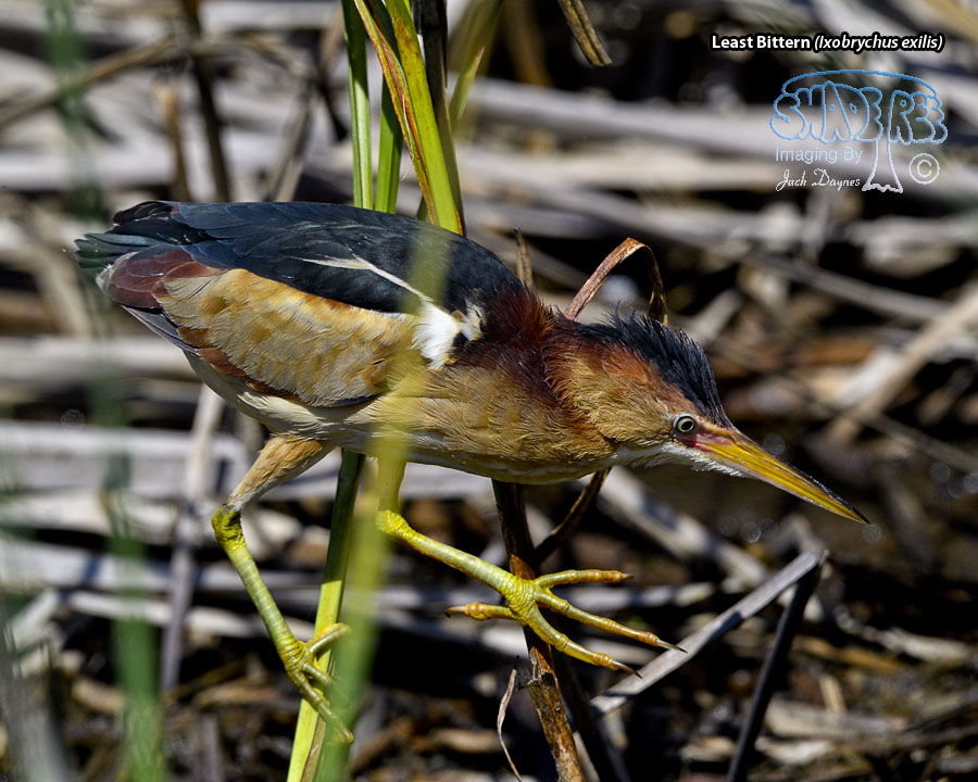 Least Bittern - Ixobrychus exilis