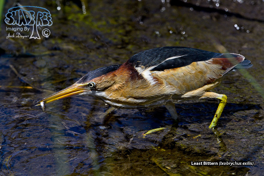 Least Bittern - Ixobrychus exilis