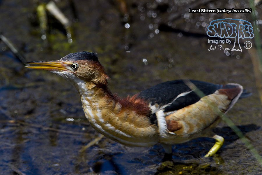 Least Bittern - Ixobrychus exilis