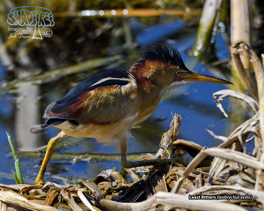Least Bittern - Ixobrychus exilis