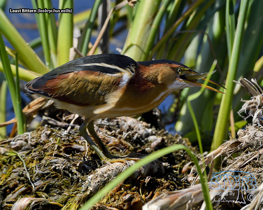 Least Bittern - Ixobrychus exilis