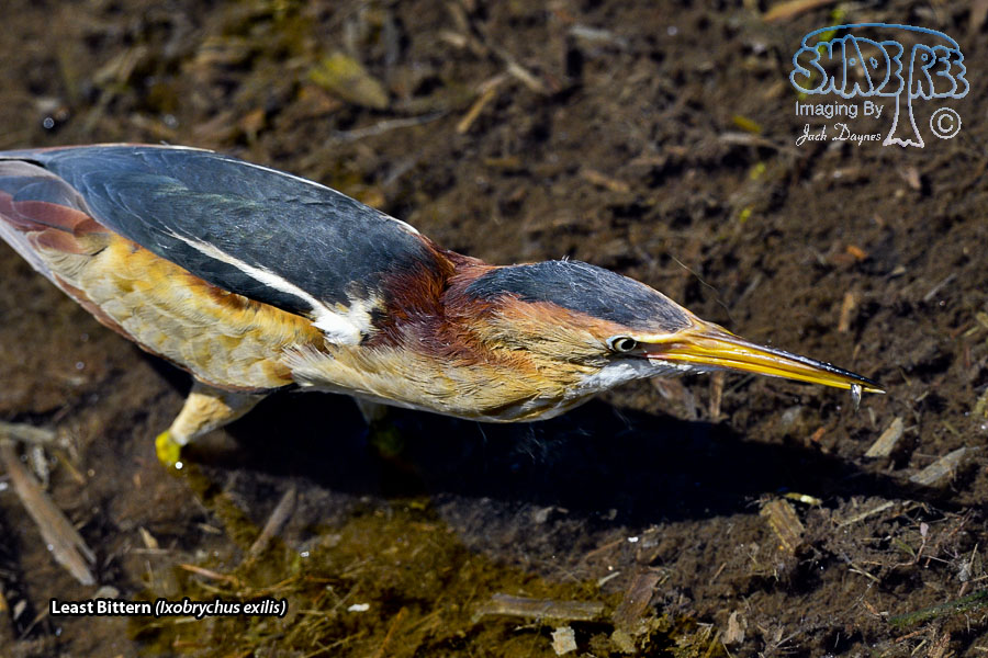 Least Bittern - Ixobrychus exilis