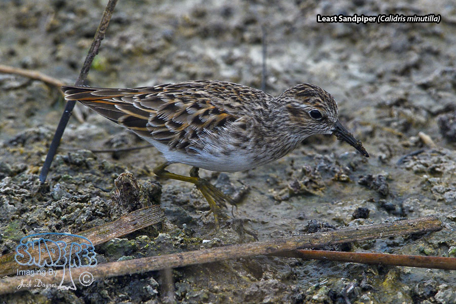 Least Sandpiper - Calidris minutilla