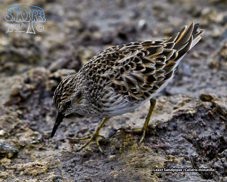 Least Sandpiper - Calidris minutilla