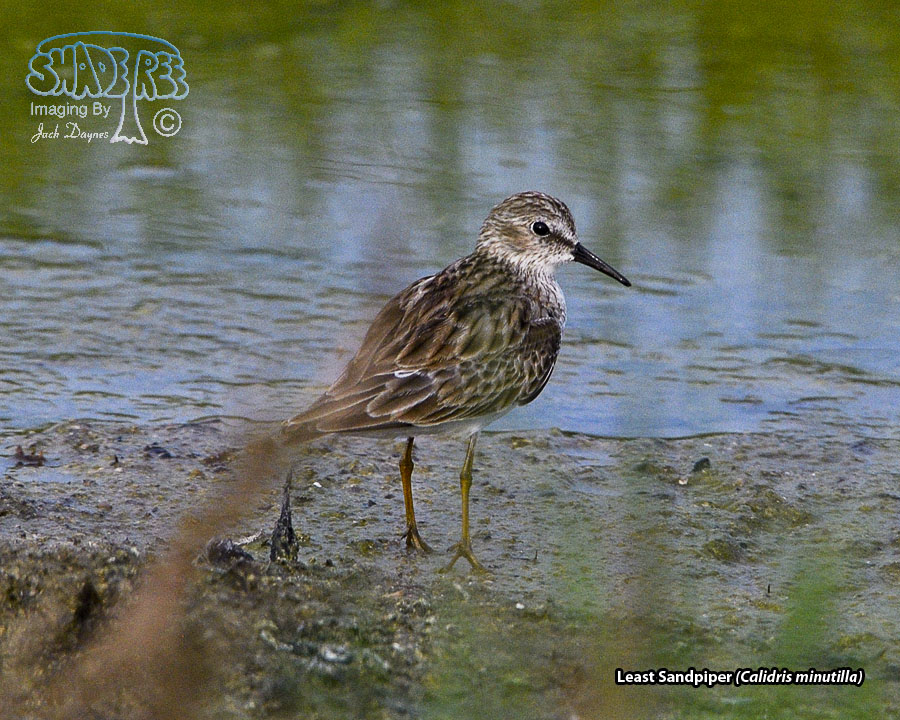 Least Sandpiper - Calidris minutilla