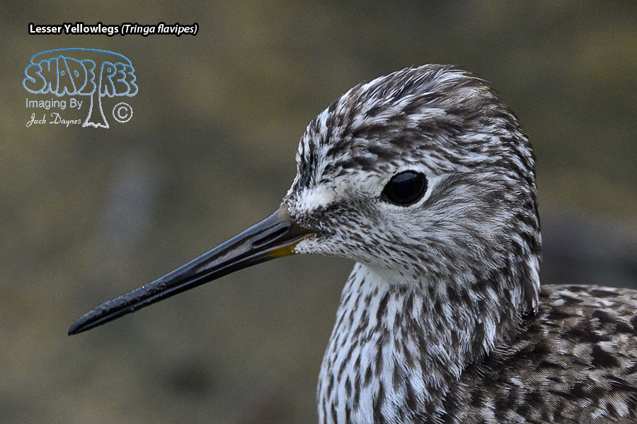 Lesser Yellowlegs - Tringa flavipes