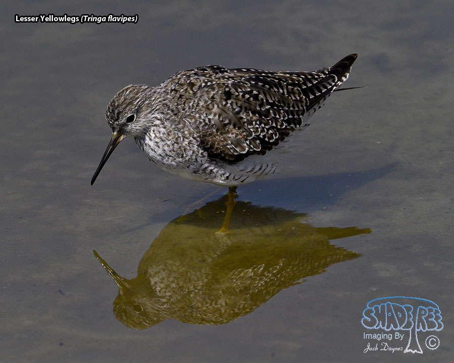 Lesser Yellowlegs - Tringa flavipes