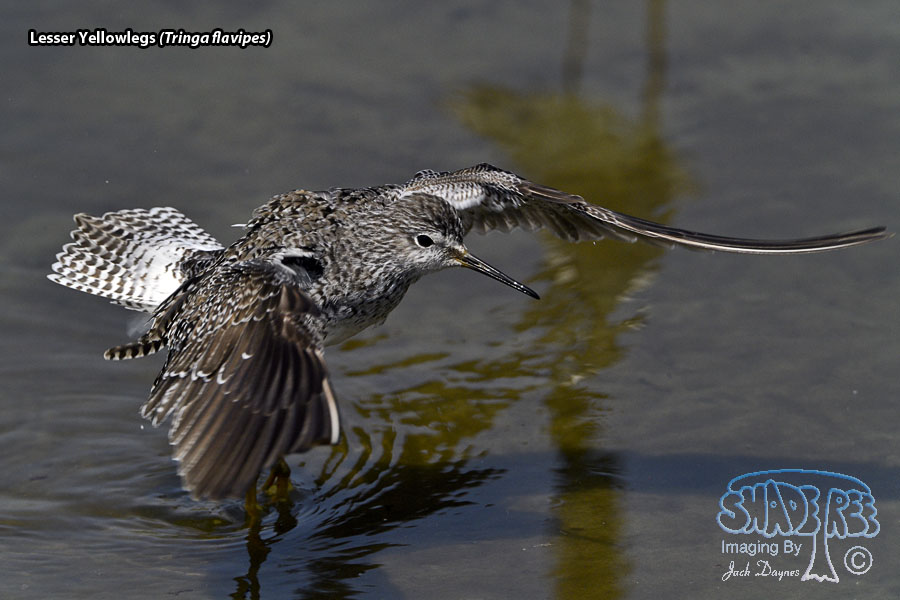 Lesser Yellowlegs - Tringa flavipes