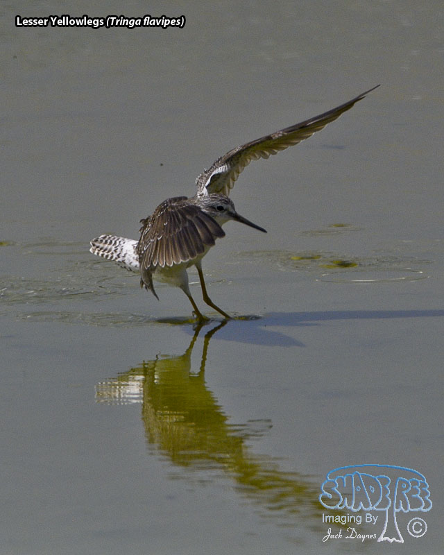Lesser Yellowlegs - Tringa flavipes