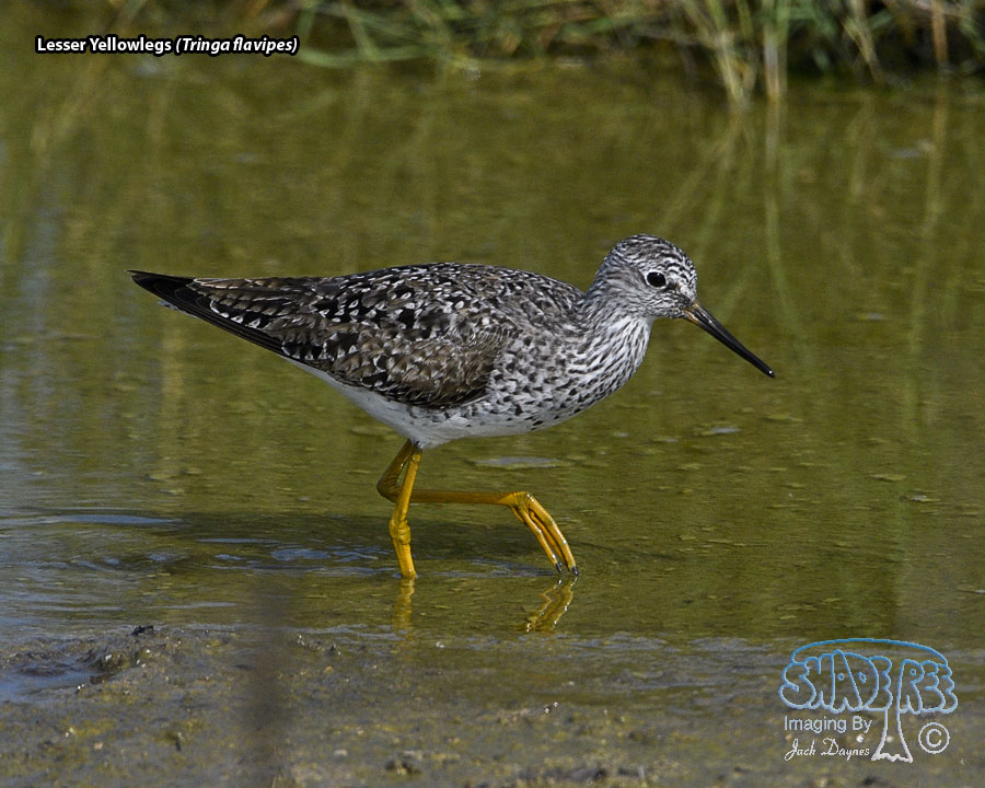 Lesser Yellowlegs - Tringa flavipes