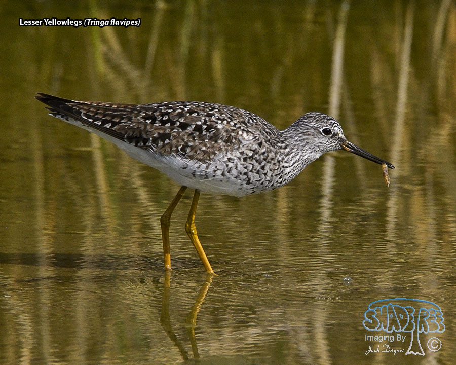 Lesser Yellowlegs - Tringa flavipes