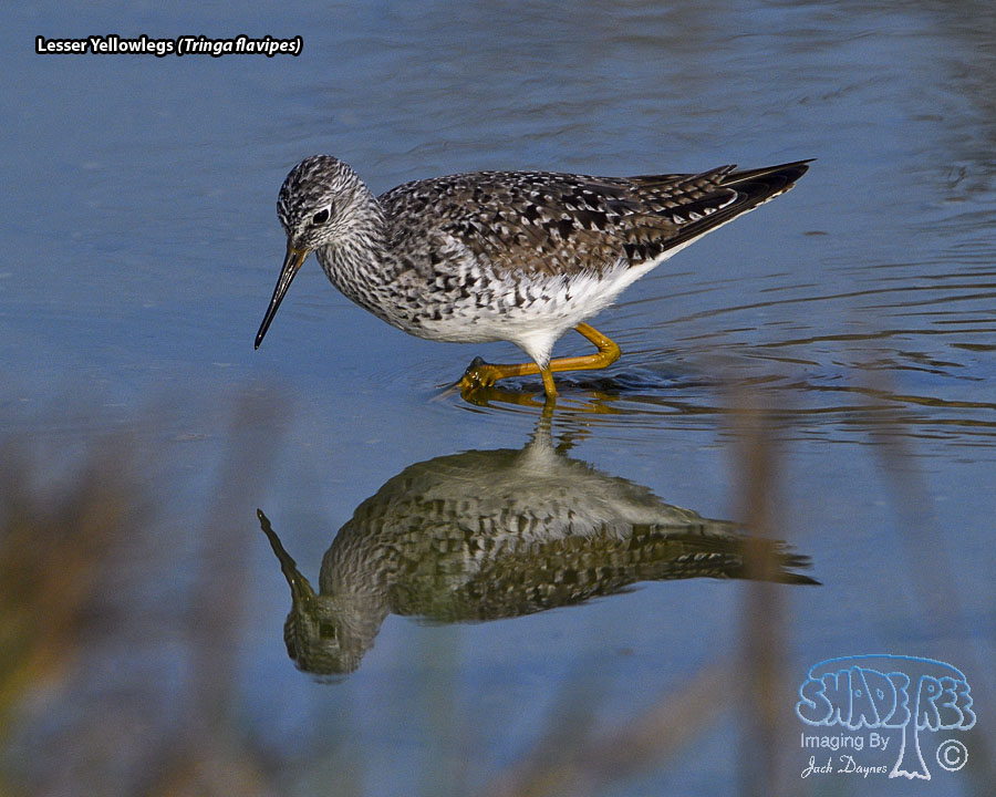 Lesser Yellowlegs - Tringa flavipes