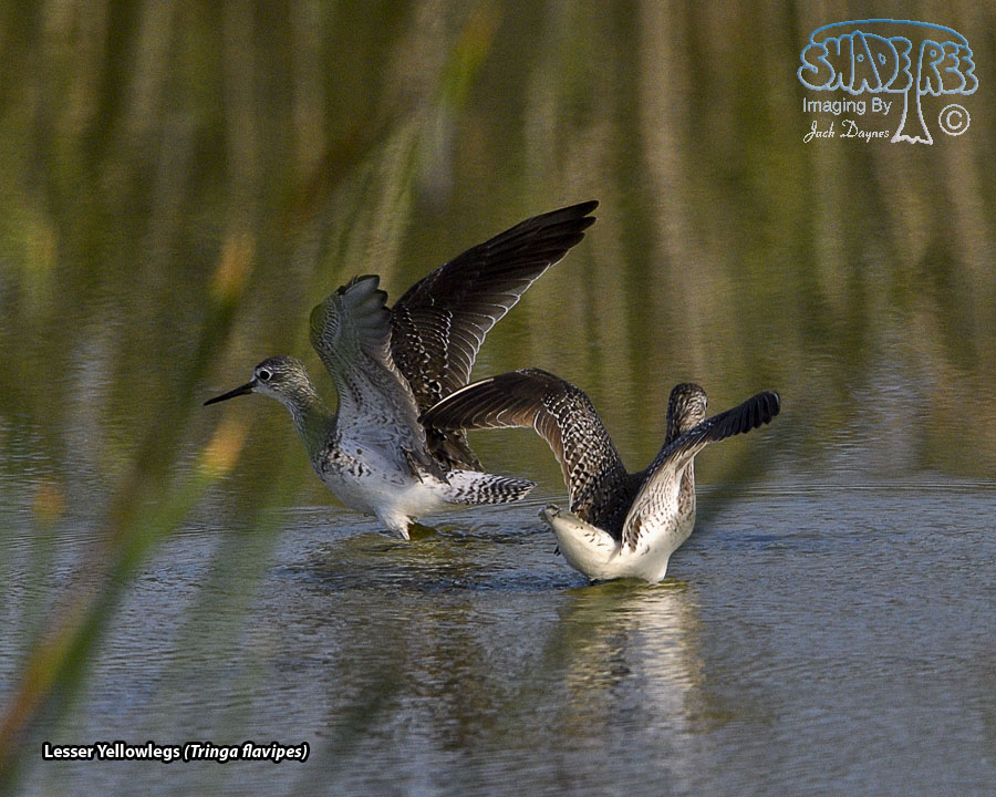 Lesser Yellowlegs - Tringa flavipes