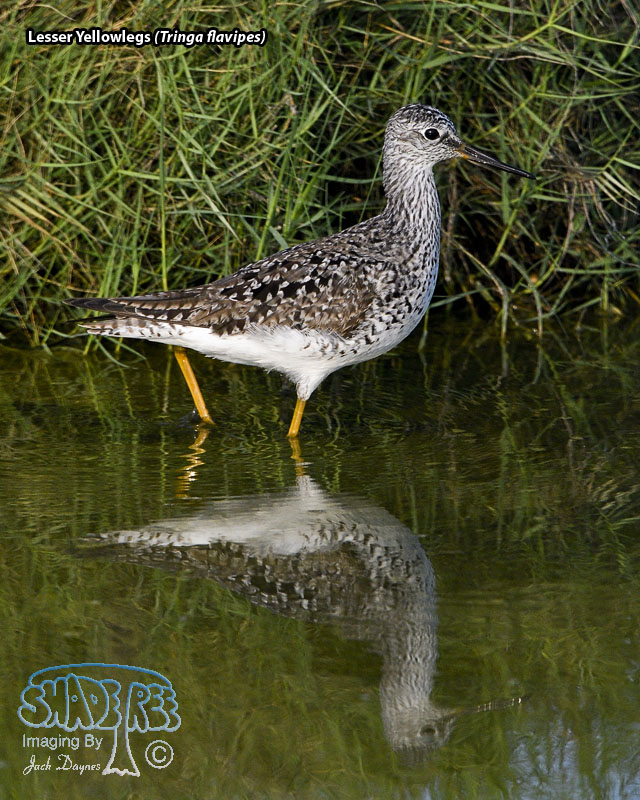 Lesser Yellowlegs - Tringa flavipes