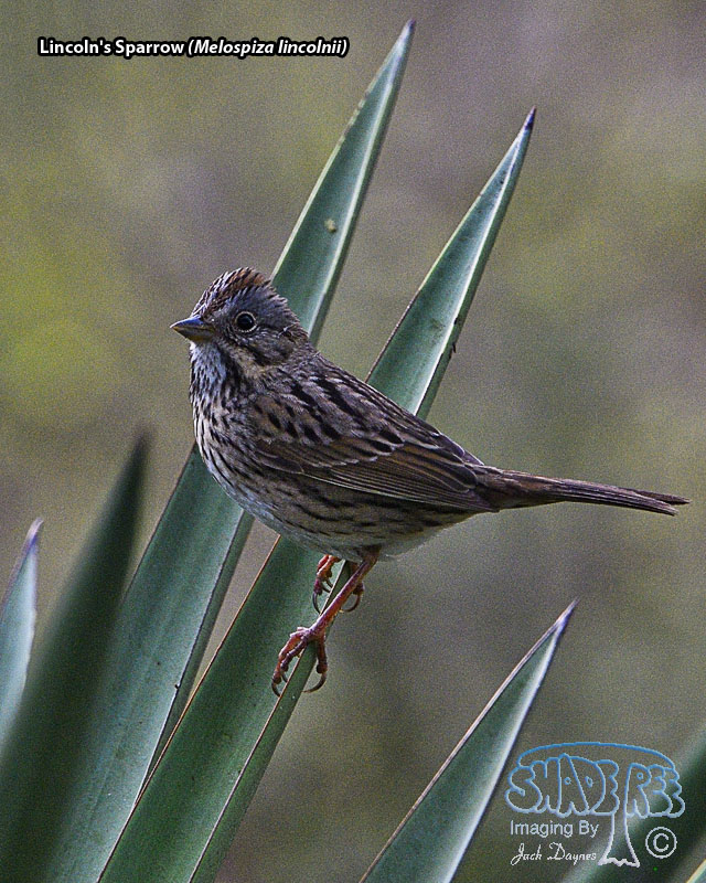 Lincoln's Sparrow - Melospiza lincolnii