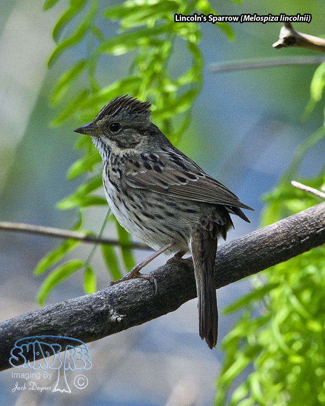 Lincoln's Sparrow - Melospiza lincolnii