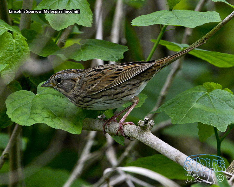 Lincoln's Sparrow - Melospiza lincolnii