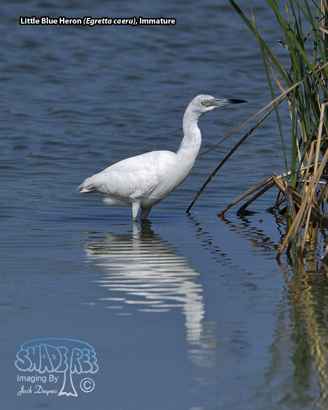 Little Blue Heron - Egretta caerulea