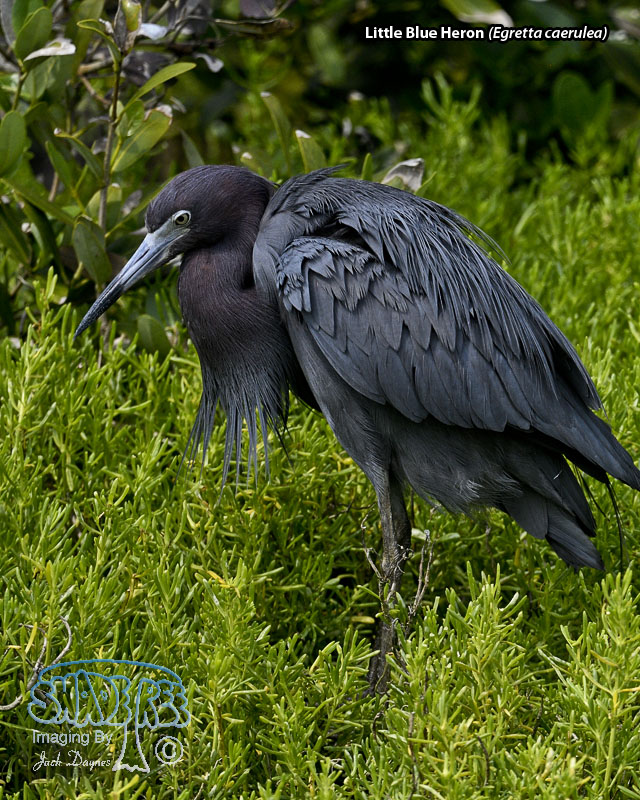 Little Blue Heron - Egretta caerulea