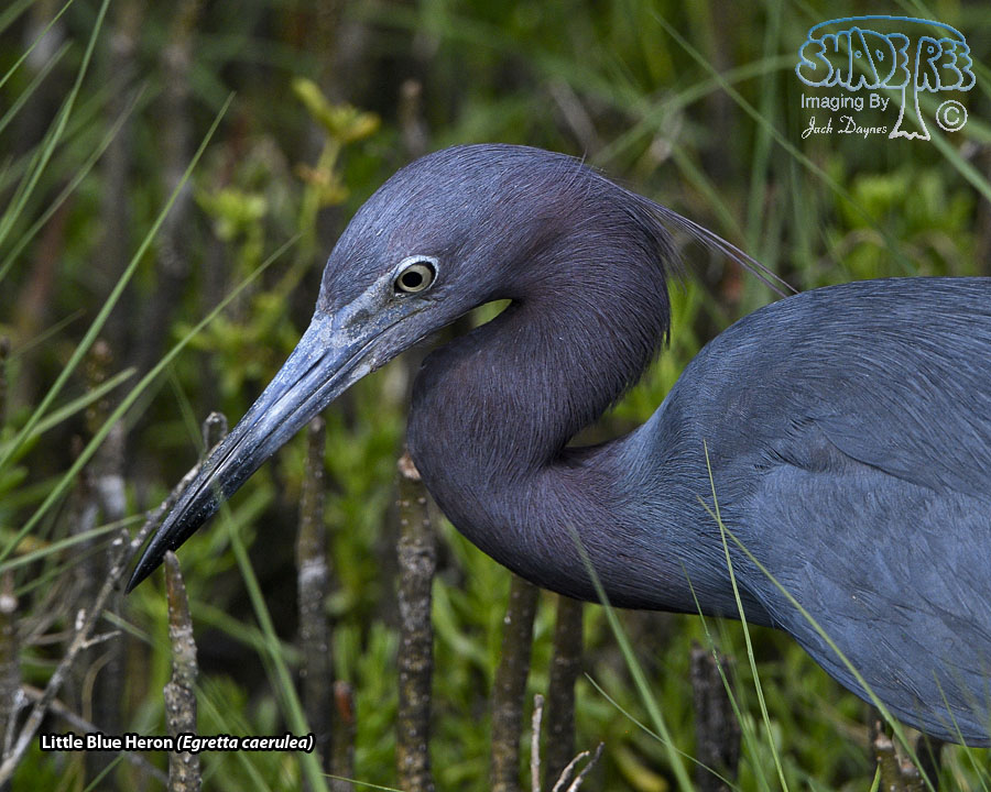 Little Blue Heron - Egretta caerulea