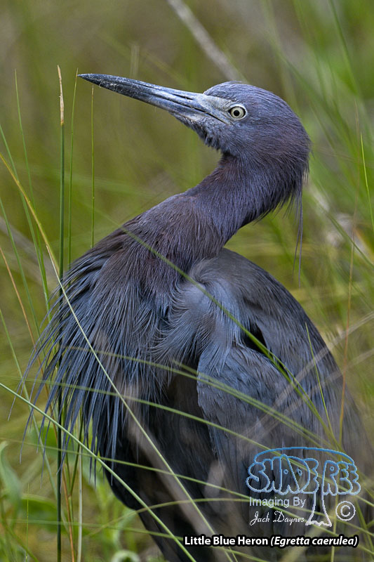 Little Blue Heron - Egretta caerulea