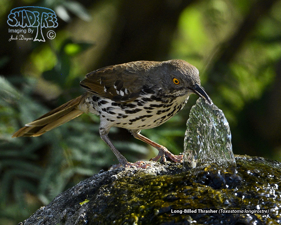 Long-Billed Thrasher - Toxostoma longirostre
