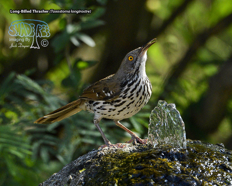 Long-Billed Thrasher - Toxostoma longirostre