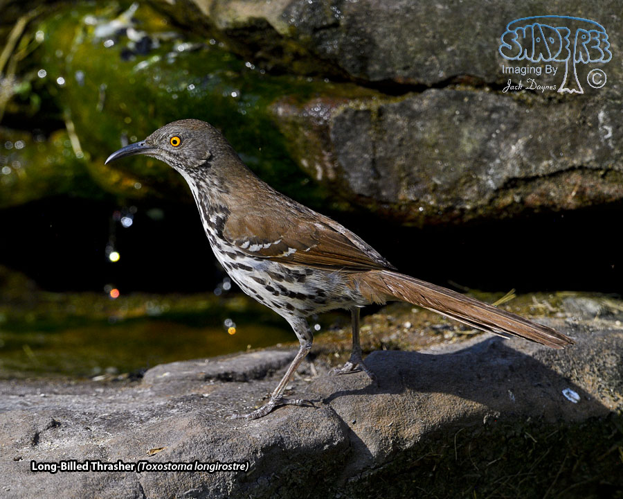 Long-Billed Thrasher - Toxostoma longirostre