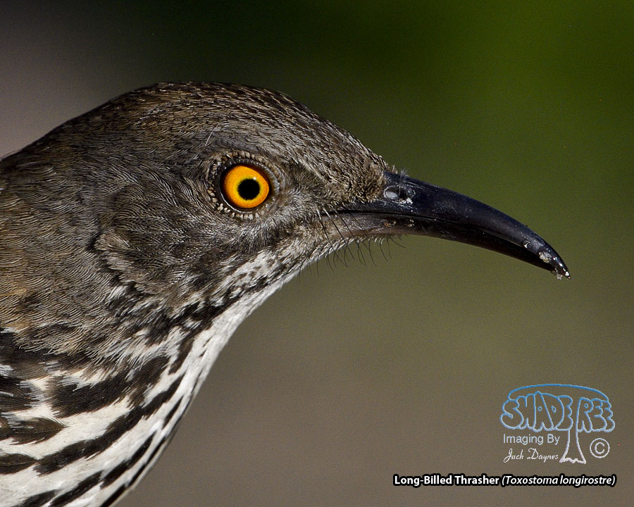 Long-Billed Thrasher - Toxostoma longirostre