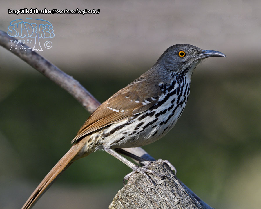 Long-Billed Thrasher - Toxostoma longirostre