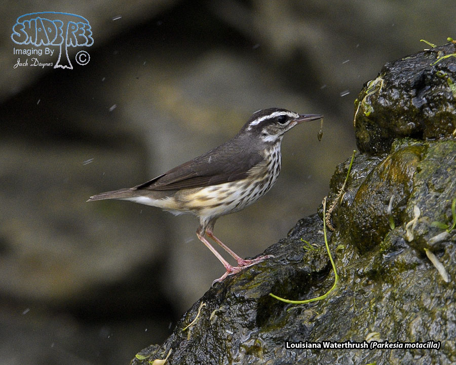 Louisiana Waterthrush - Parkesia motacilla