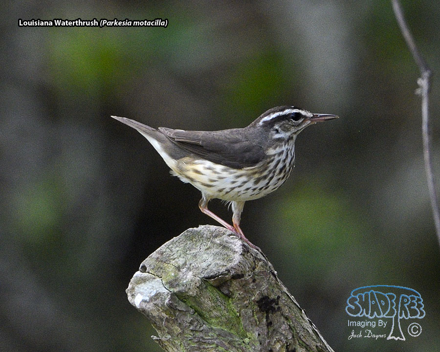 Louisiana Waterthrush - Parkesia motacilla