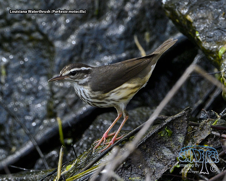 Louisiana Waterthrush - Parkesia motacilla