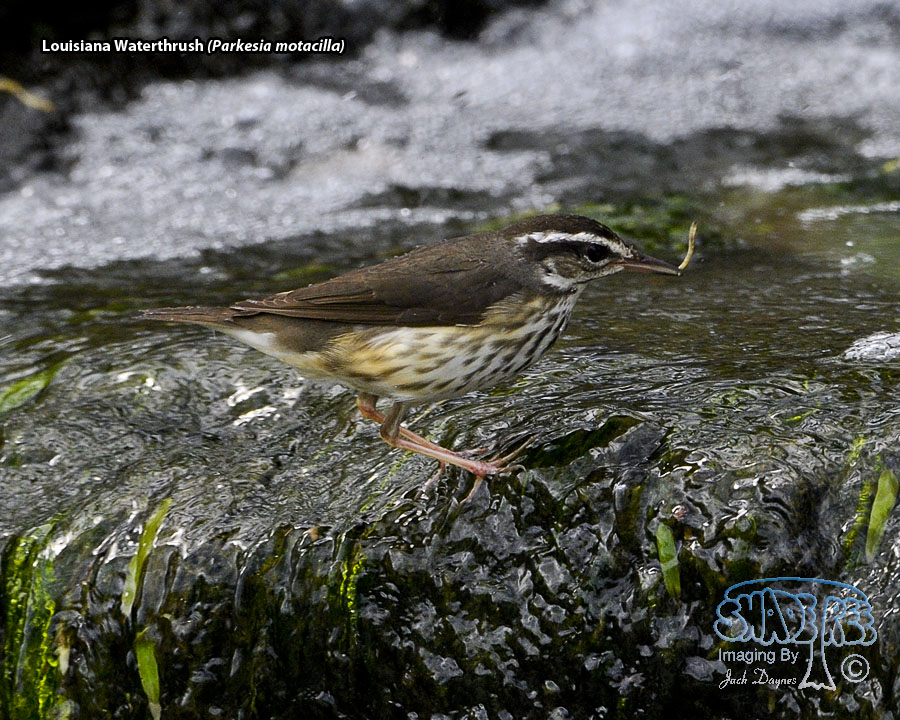 Louisiana Waterthrush - Parkesia motacilla