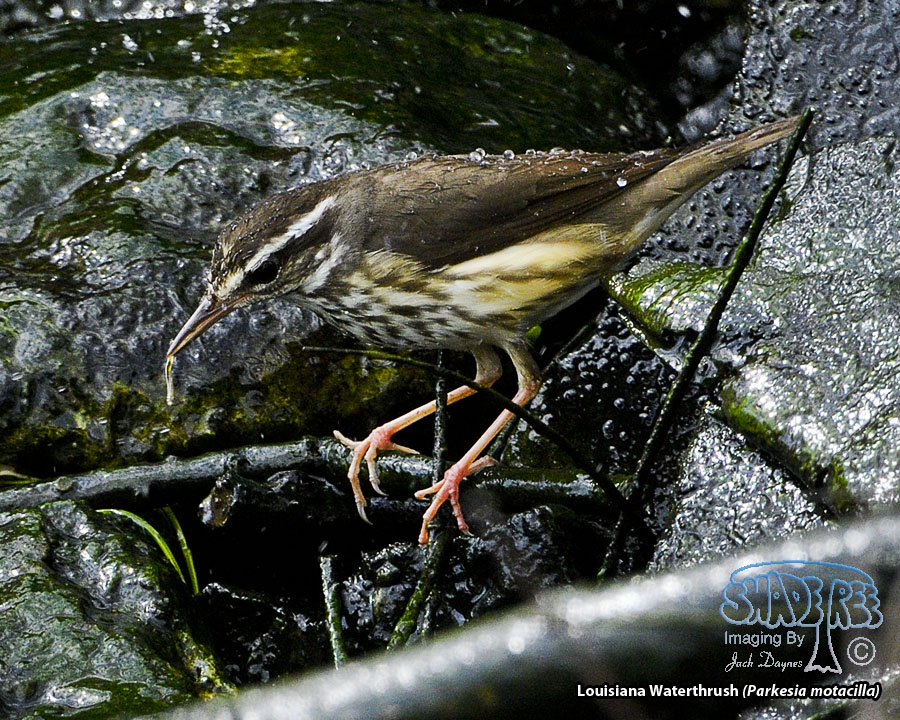 Louisiana Waterthrush - Parkesia motacilla