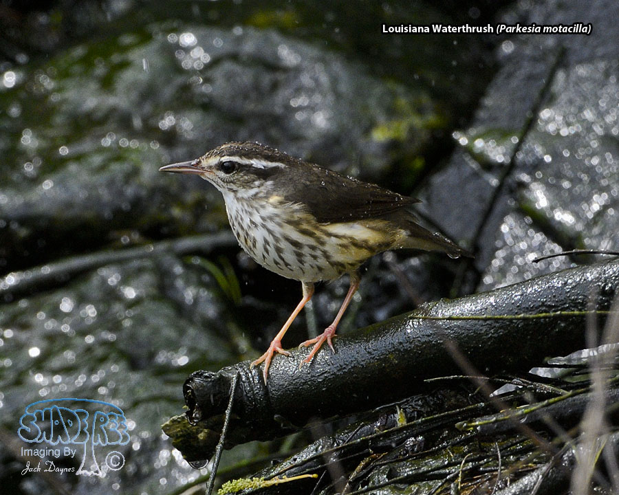 Louisiana Waterthrush - Parkesia motacilla