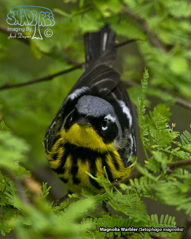 Magnolia Warbler - Setophaga magnolia
