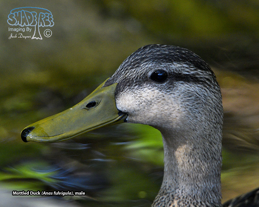 Mottled Duck - Anas fulvigula