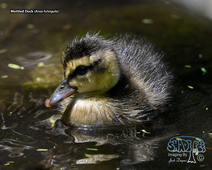 Mottled Duck - Anas fulvigula