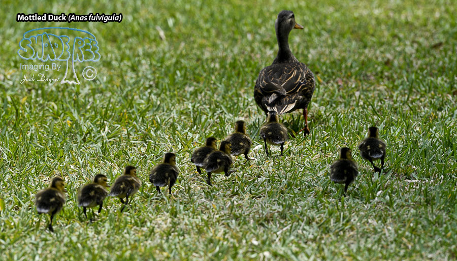 Mottled Duck - Anas fulvigula