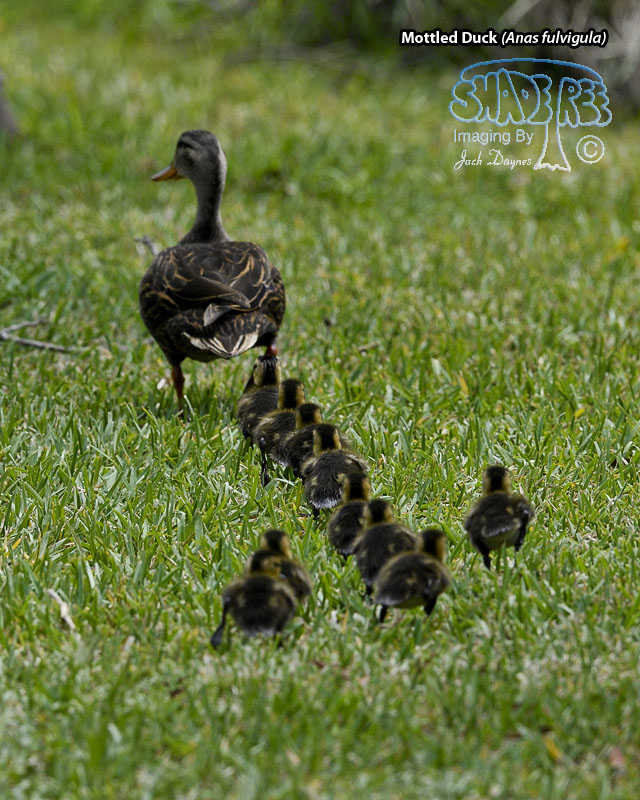 Mottled Duck - Anas fulvigula