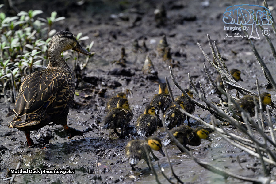 Mottled Duck - Anas fulvigula