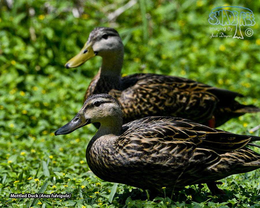 Mottled Duck - Anas fulvigula