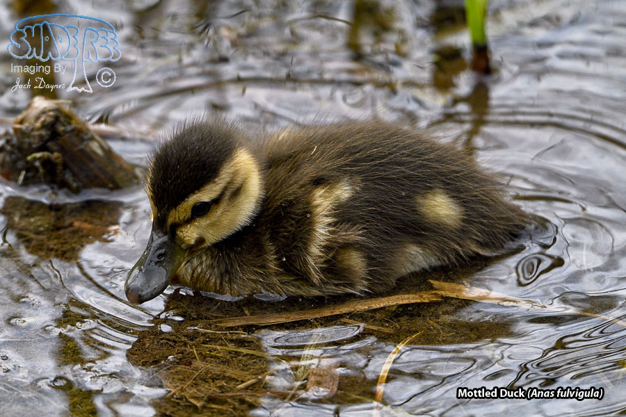 Mottled Duck - Anas fulvigula