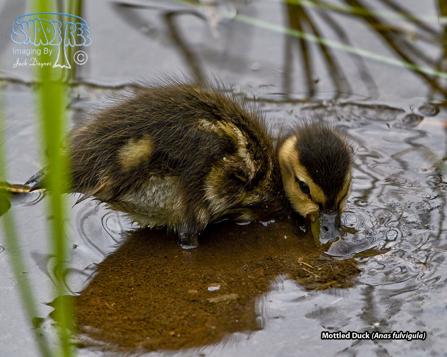 Mottled Duck - Anas fulvigula